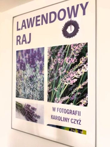 Lawendowy raj w fotografii Karoliny Czyż