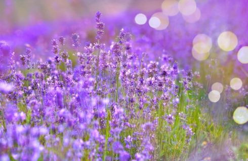 Dzień Kobiet i Dzień Mężczyzny w Bibliotekach