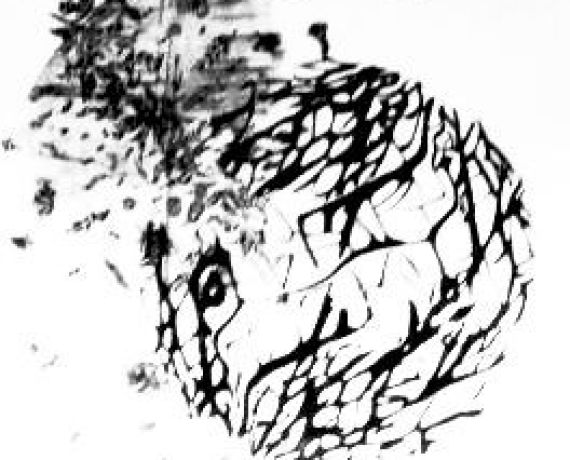 czarno-biała grafika