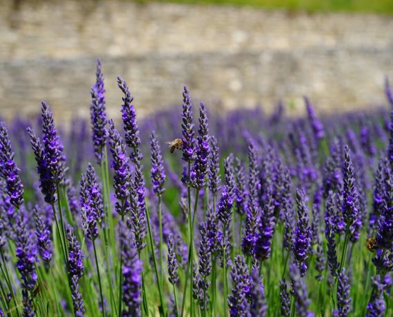 lavender_flowers_blue_flowers_purple_dunkellia_violet_lavender_lavender_field-600412