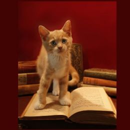 plakat - weż udział w głosowaniu na bibliotecznego kota