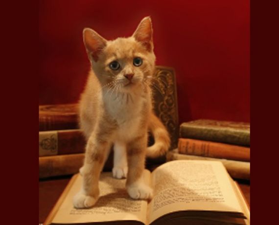 plakat - weż udział w głosowaniu na bibliotecznego kota