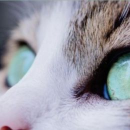 20200220_F31_karma_plak